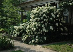 Hydrangea quercifolia / Tölgylevelű Hortenzia